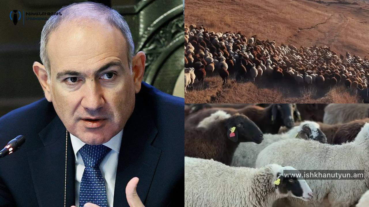 Ձեռք է բերվել 267 գլուխ Էդիլբաևյան ցեղի տոհմային ոչխար. Նիկոլ Փաշինյան (Տեսանյութ)