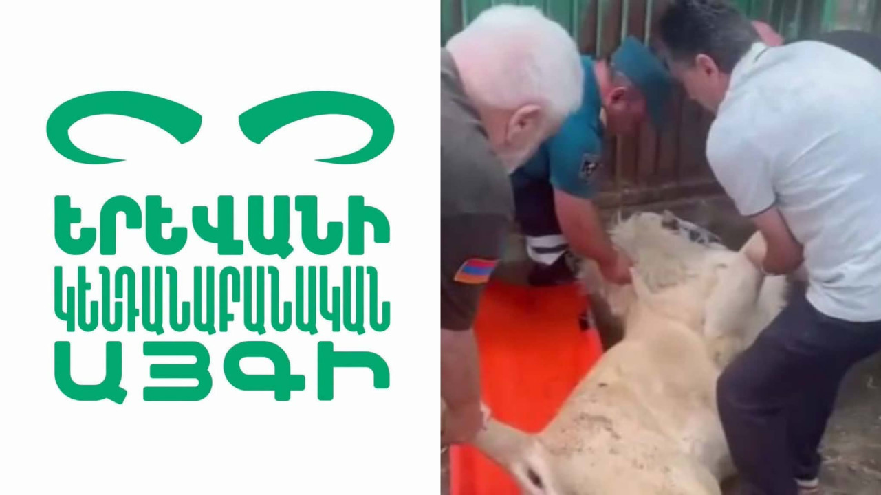 Կենդանաբանական այգին Ծառուկյանի առյուծի վերաբերյալ հայտարարություն է տարածել
