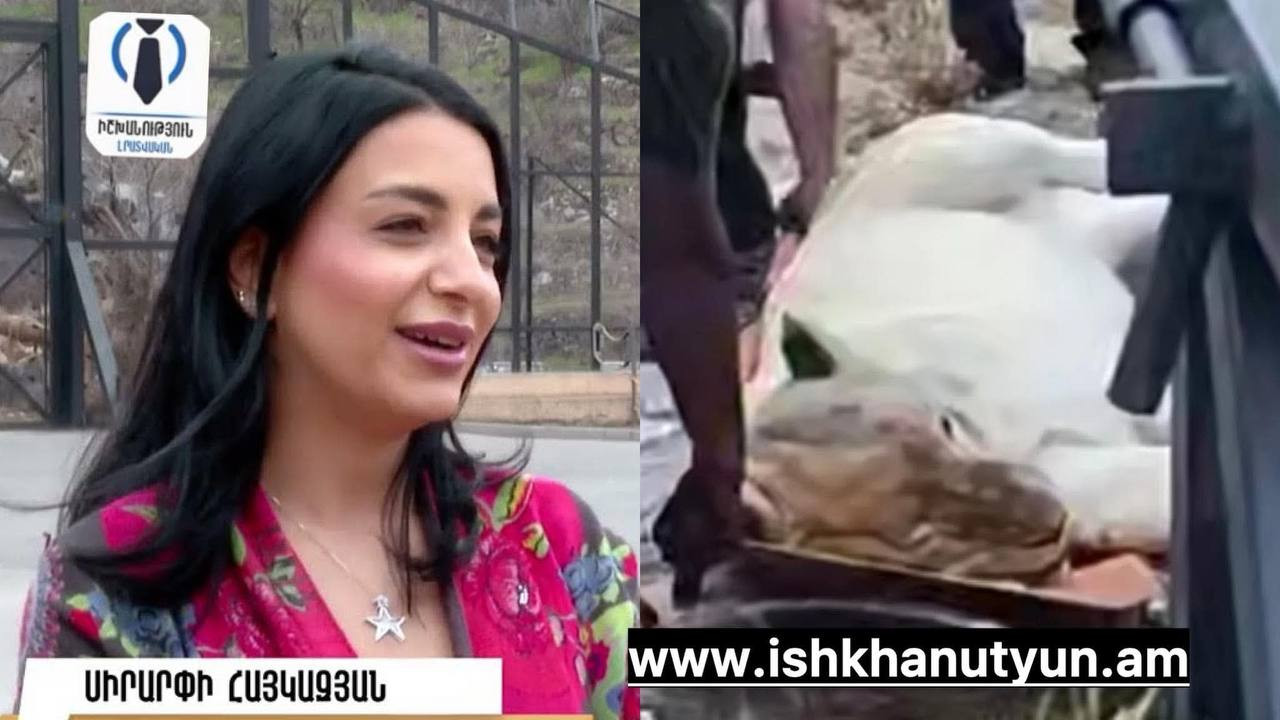 «Առյուծները դուրս գան սթրեսից, հետո կլուսաբանեք». քաղաքապետարանը չի թողնում նկարել Ծառուկյանի կենդանիներին